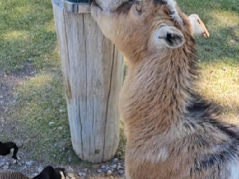ヤギの写真