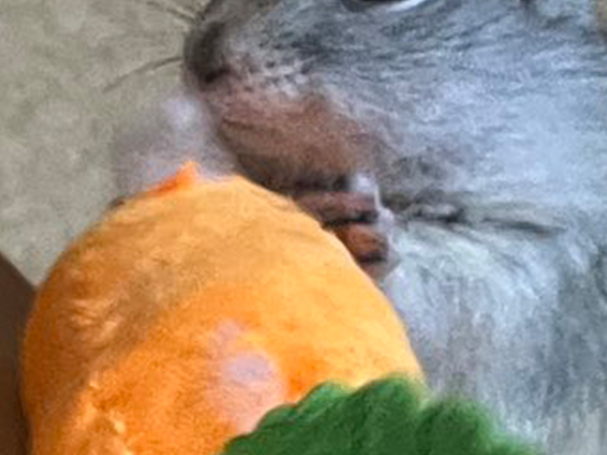 リスの写真