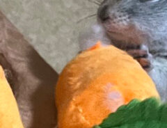 リスの写真