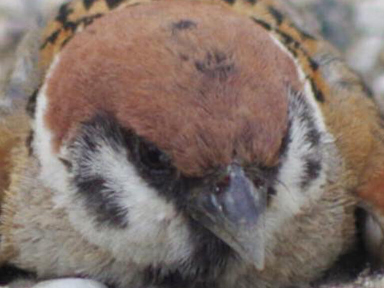 スズメの写真
