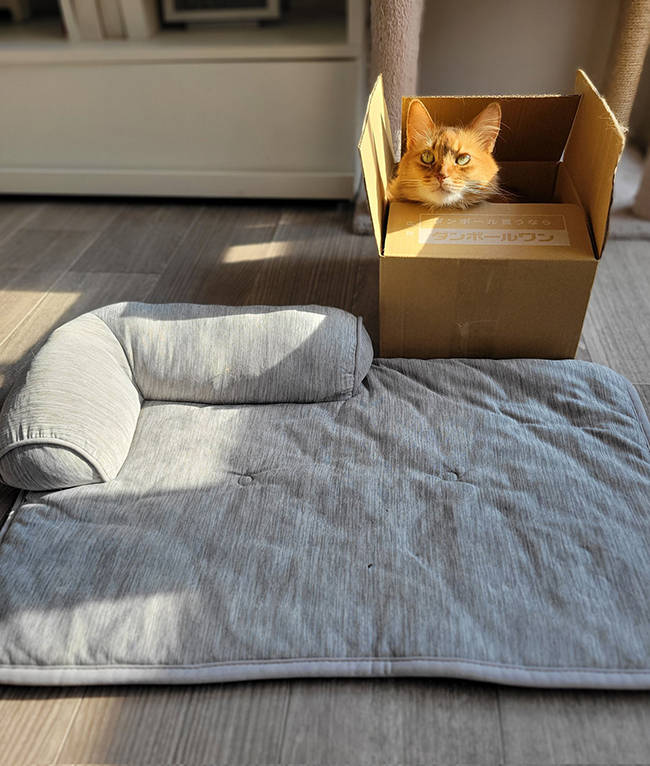 猫