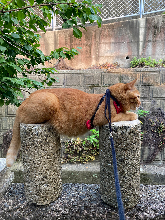 猫
