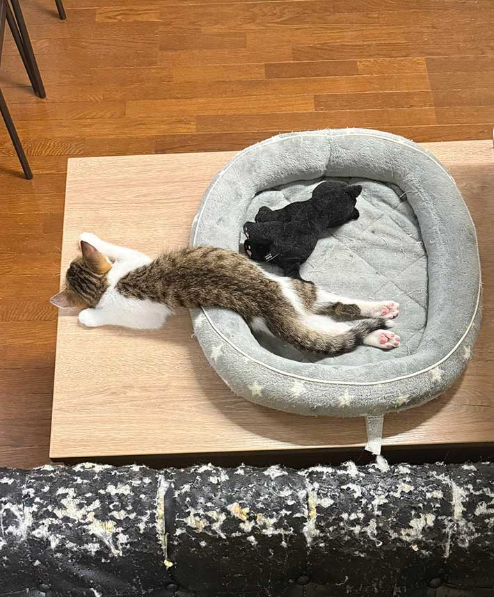 猫の写真