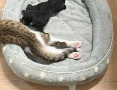 猫の写真