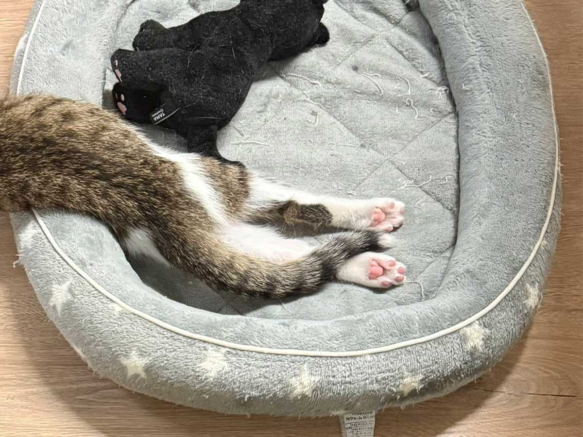 猫の写真