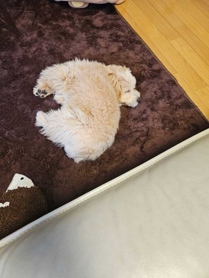 犬の画像