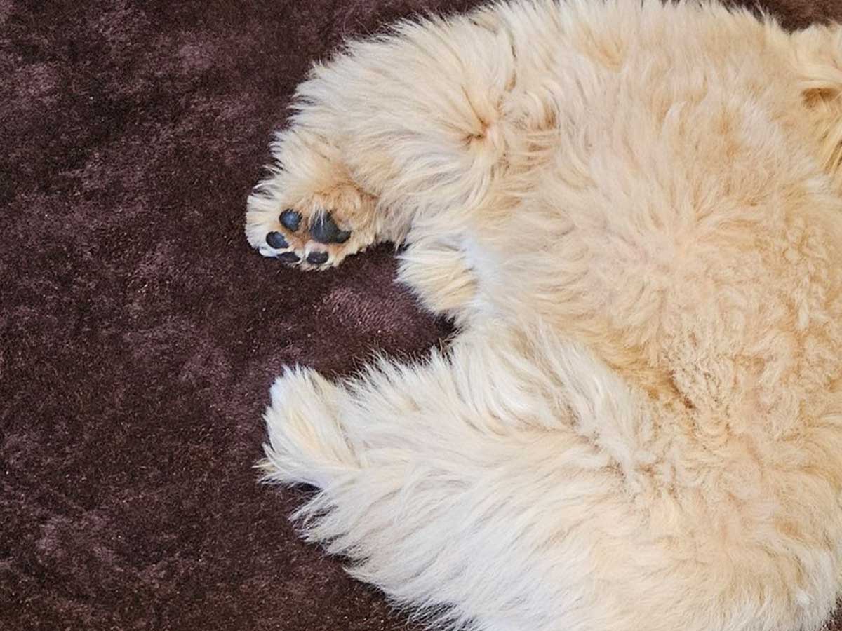 犬の画像