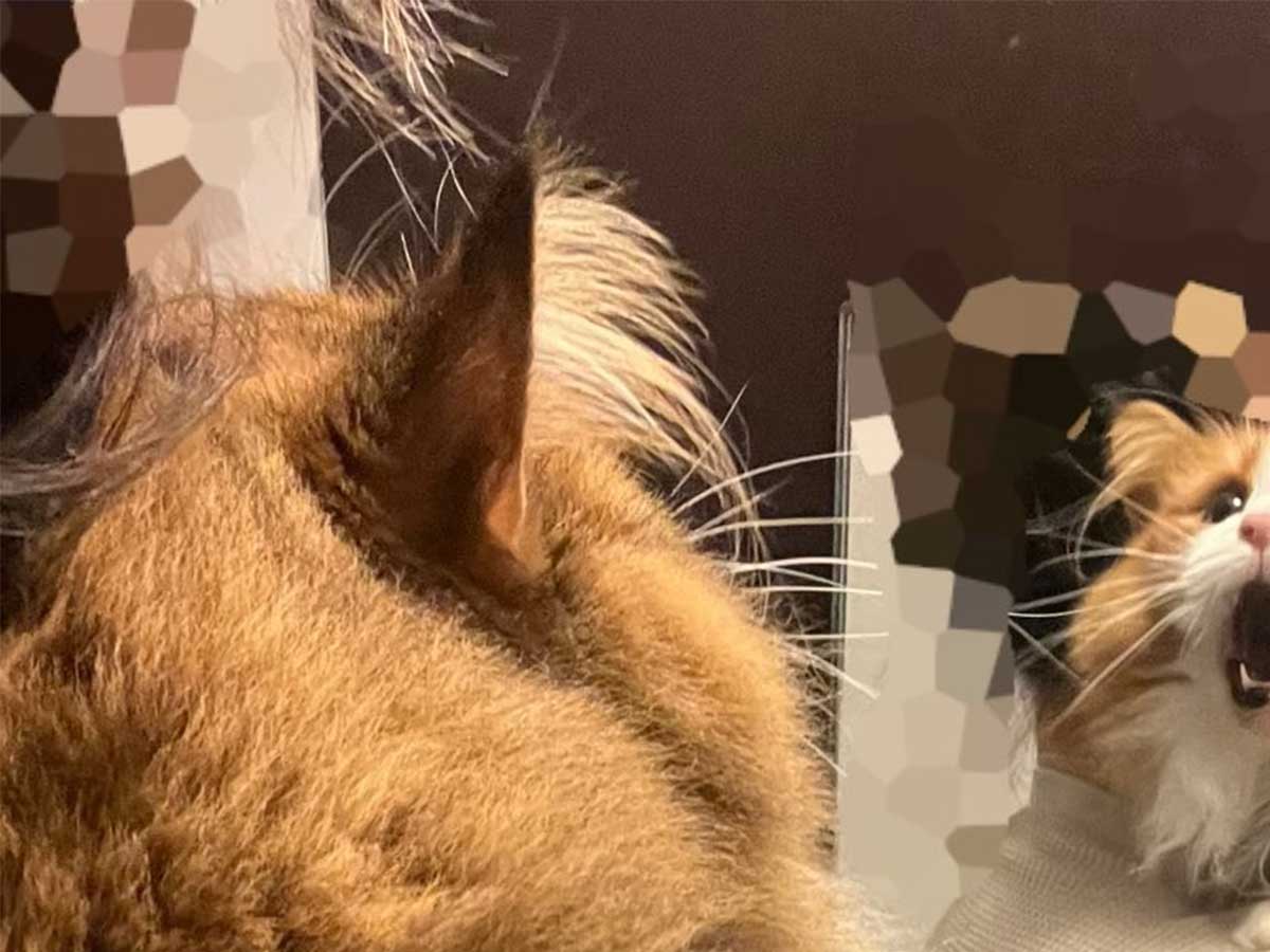 猫の画像