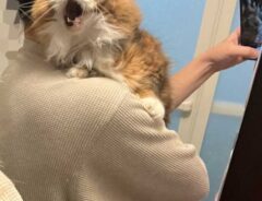 猫の画像
