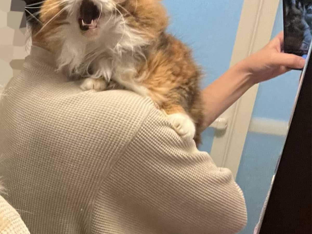 猫の画像
