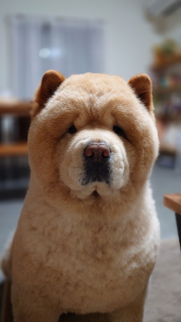 犬の写真