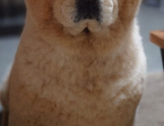 犬の写真