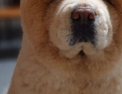 犬の写真