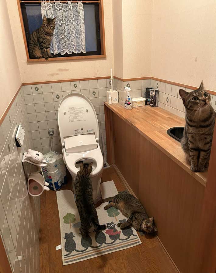 トイレの風景