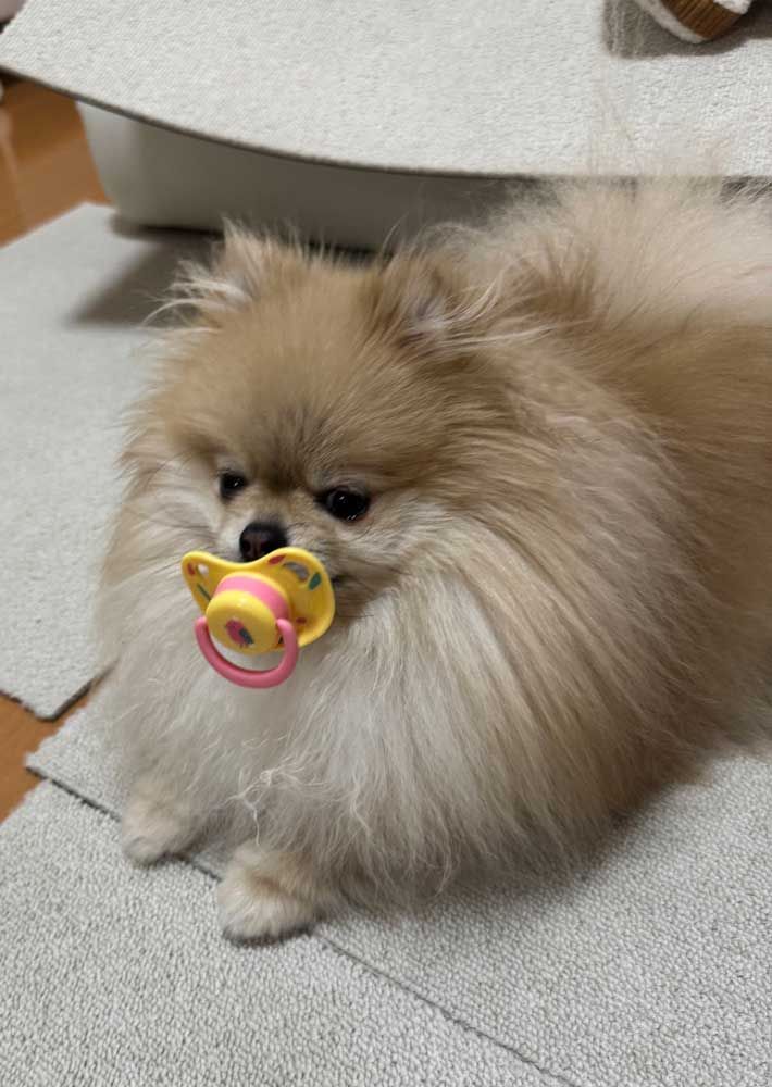 ポメラニアン