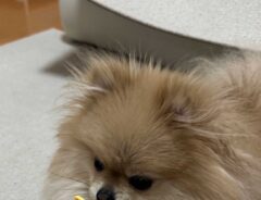 ポメラニアン