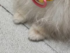 ポメラニアン