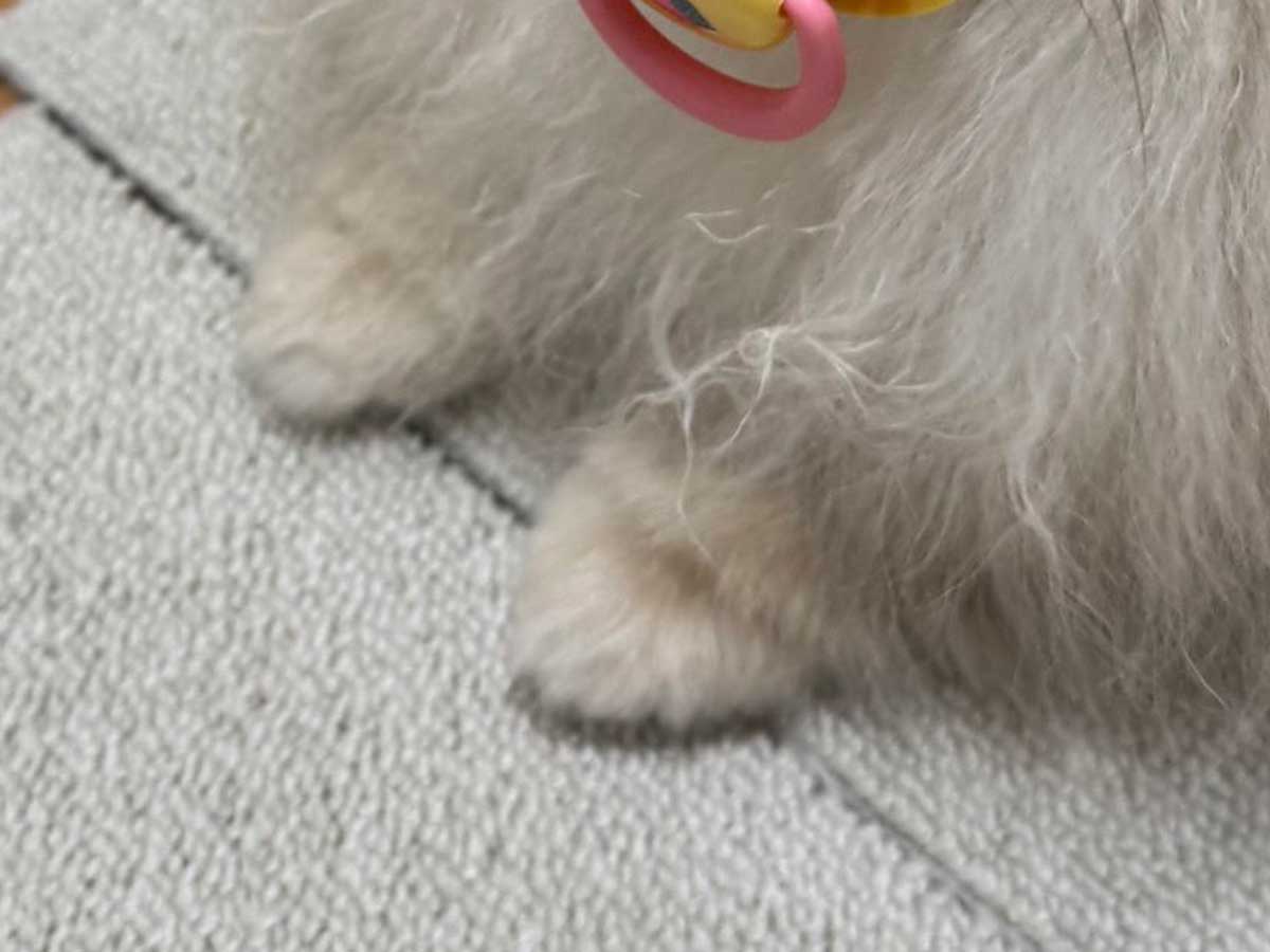 ポメラニアン