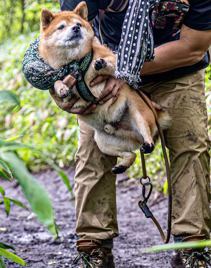 抱えられる犬