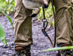 抱えられる犬