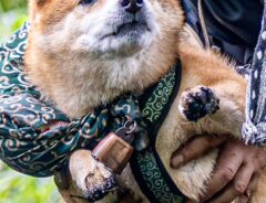 抱えられる犬