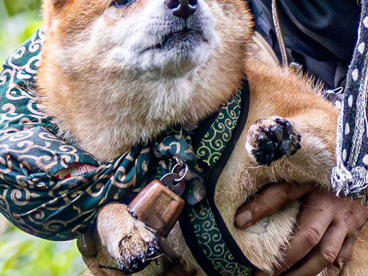 抱えられる犬