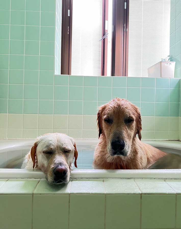 風呂場の犬