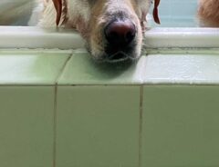 風呂場の犬