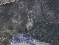 捕まえたてのトビウオの写真