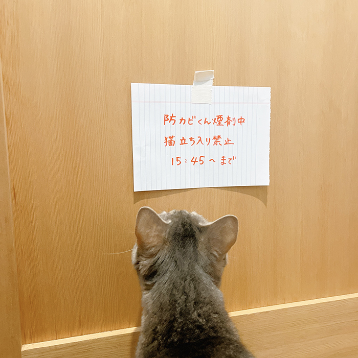 猫と貼り紙の写真