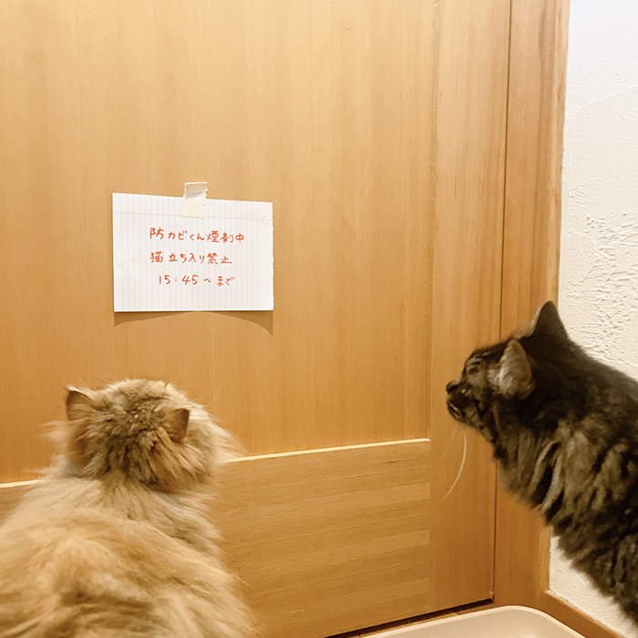 猫と貼り紙の写真
