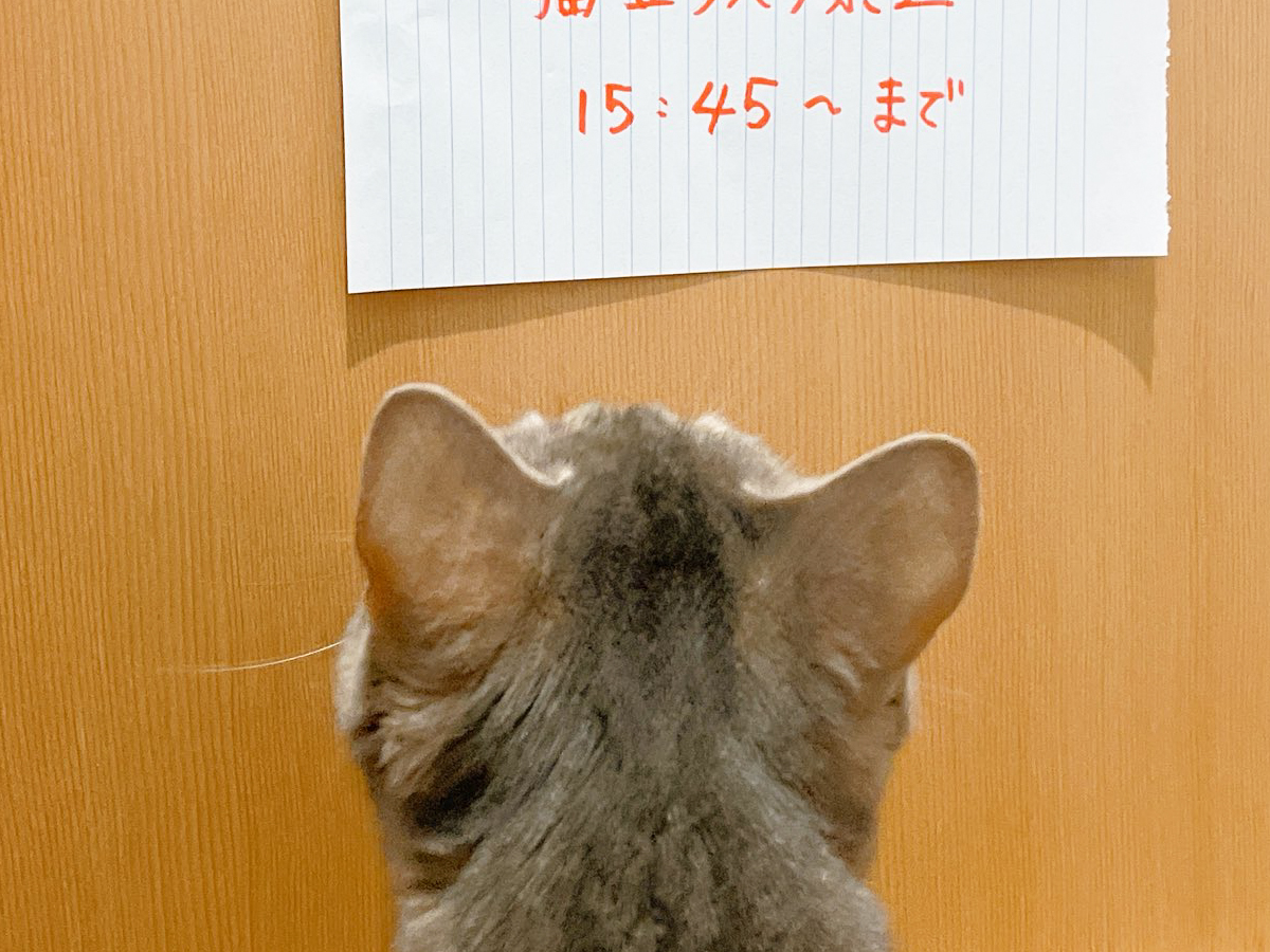 猫と貼り紙の写真