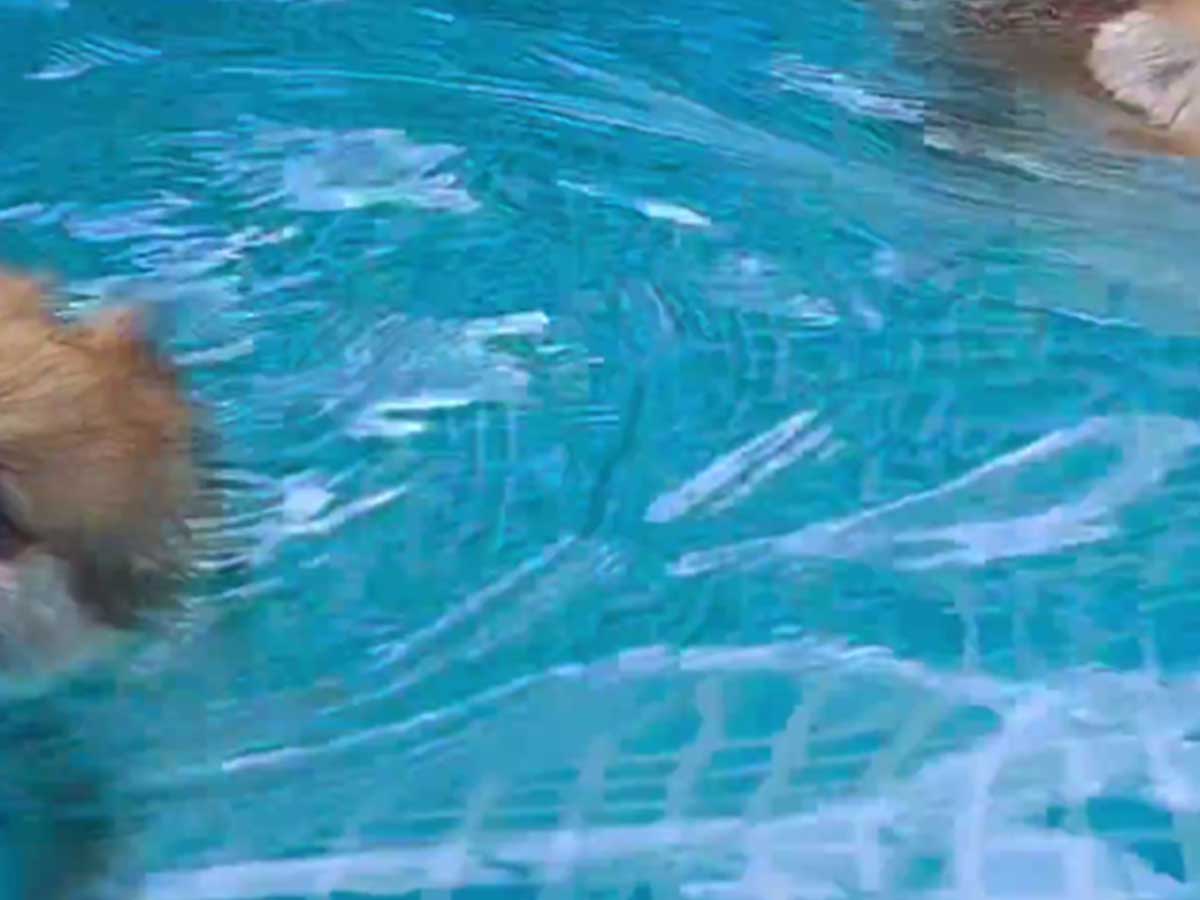 ポメラニアンの写真