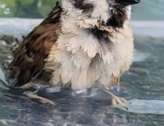 スズメ
