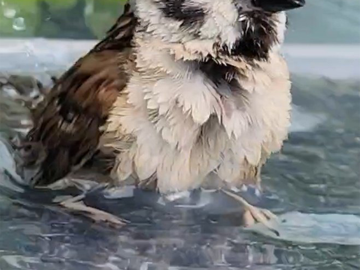 スズメ