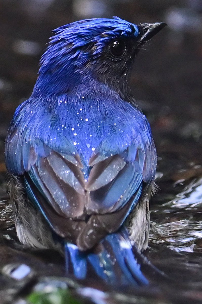 オスのオオルリ