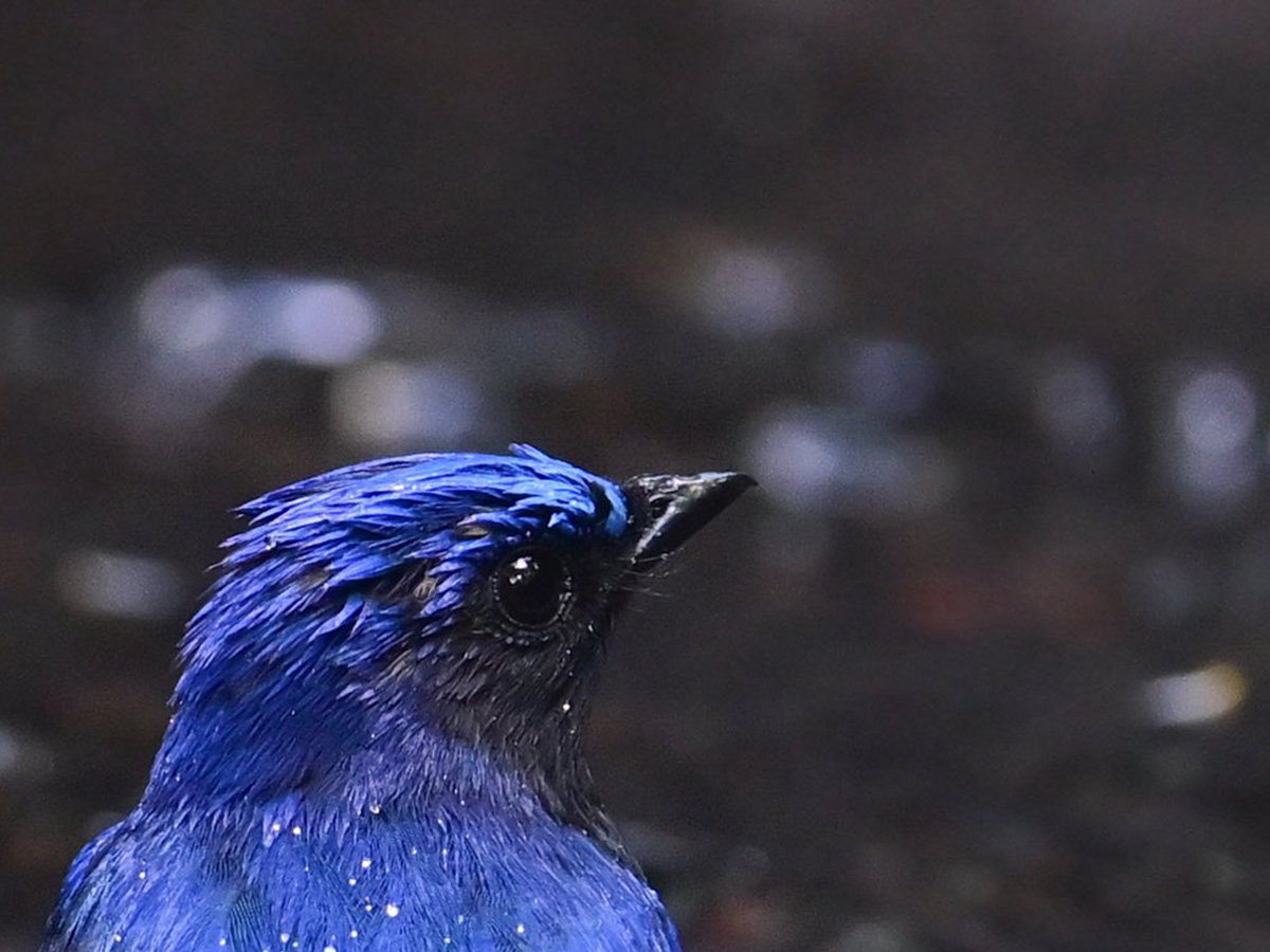 オスのオオルリ