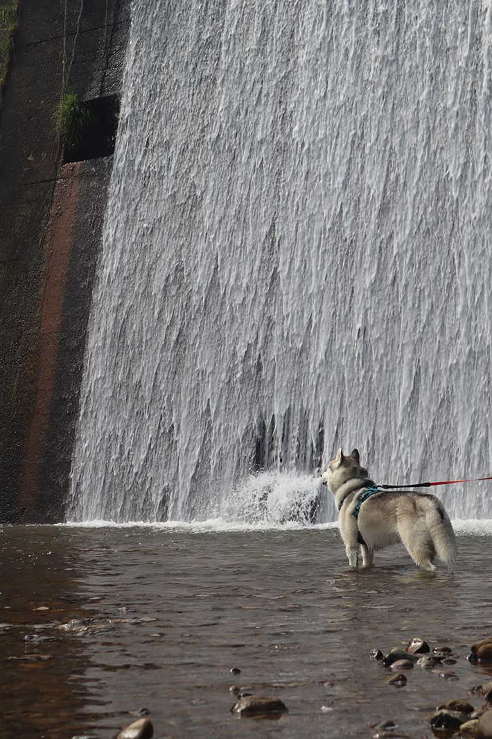 ハスキーの写真