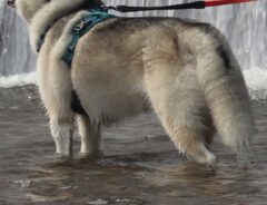 ハスキーの写真