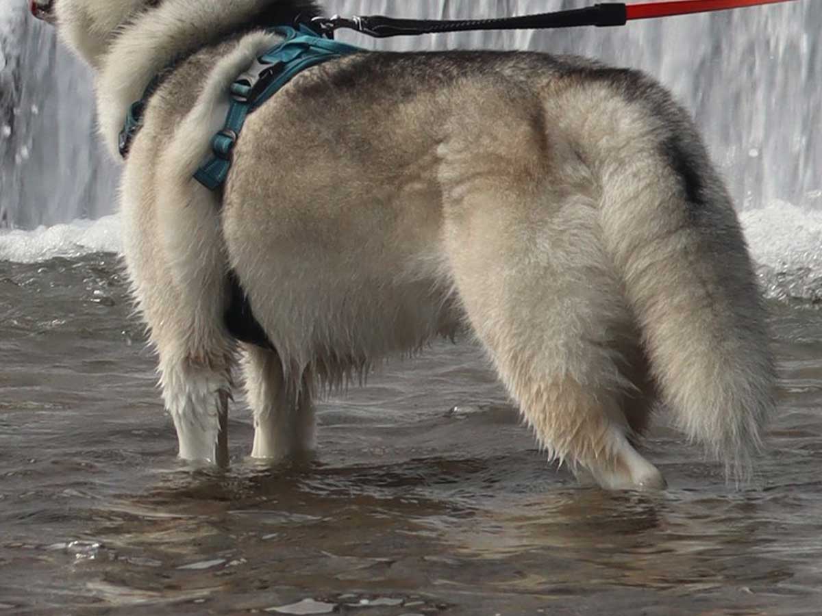 ハスキーの写真