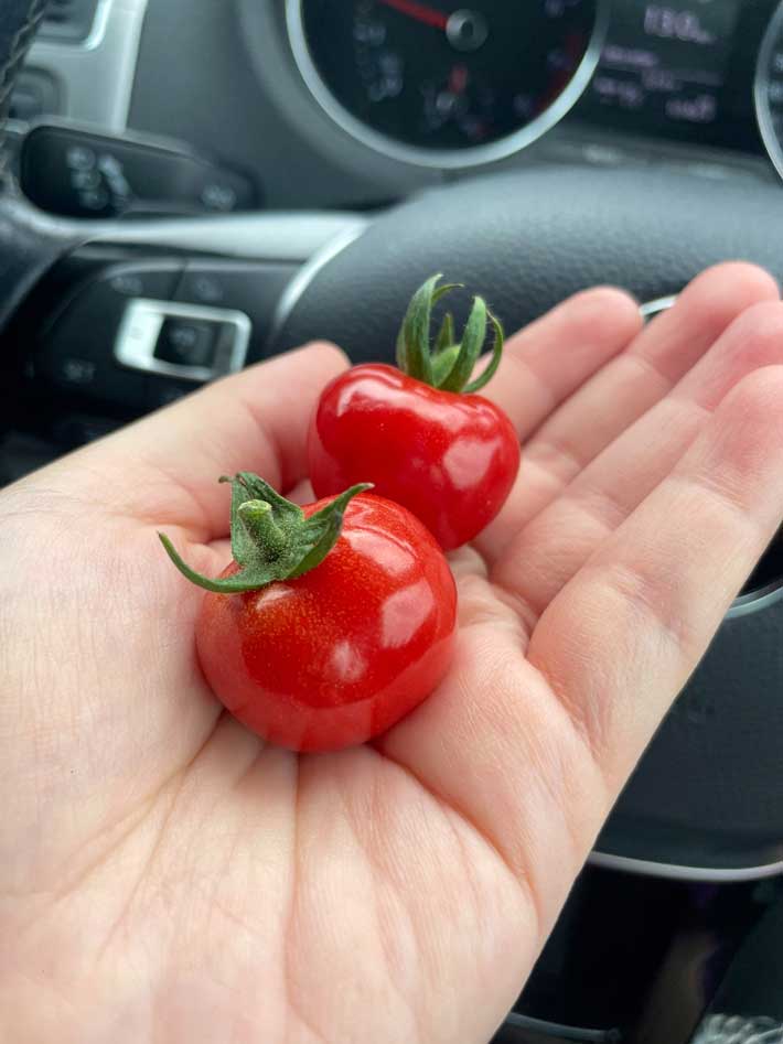 トマトの画像