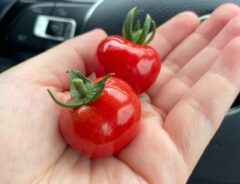 トマトの画像
