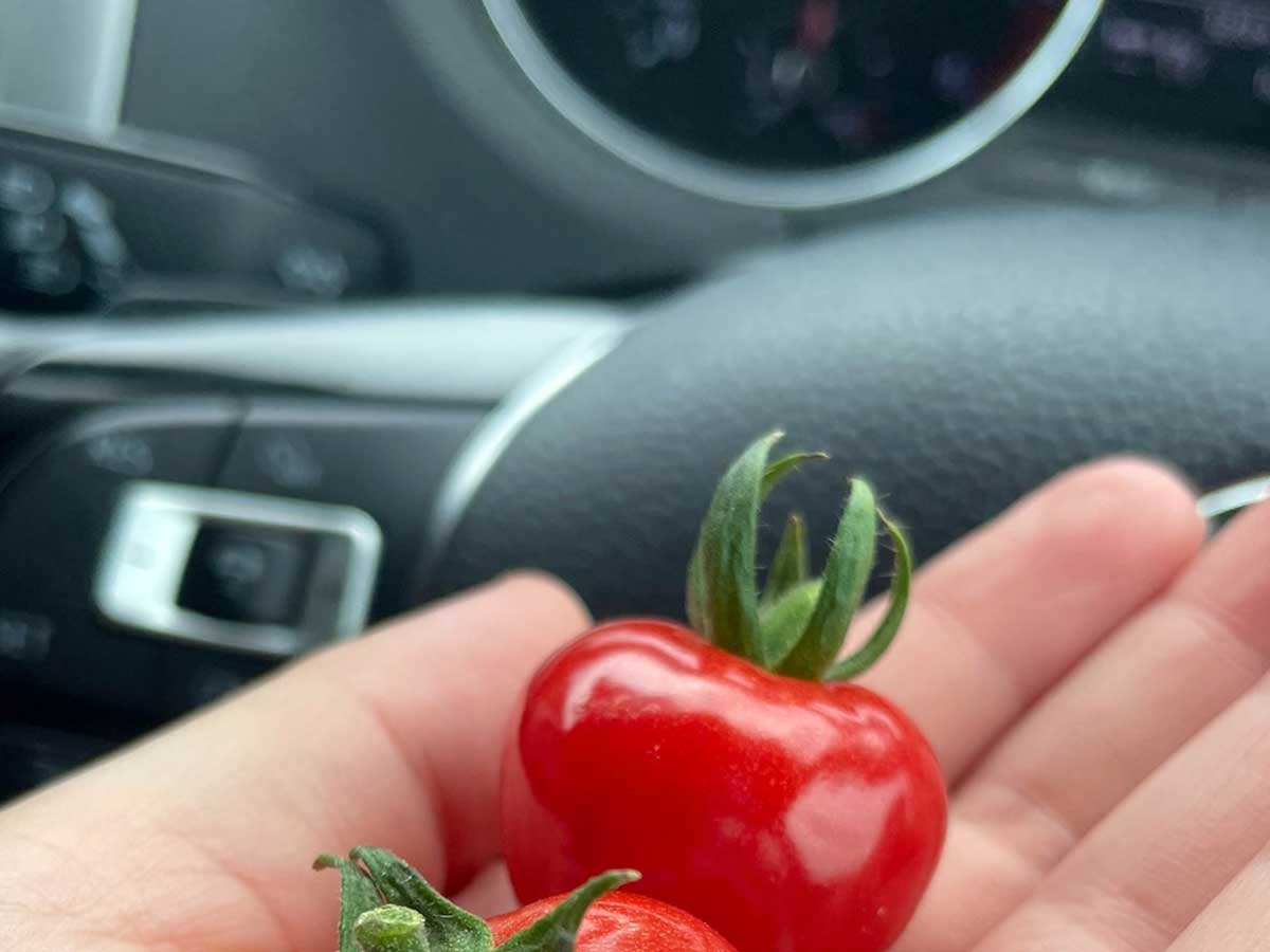 トマトの画像