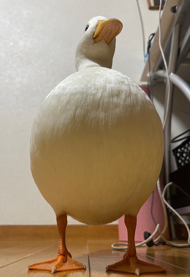 アヒル