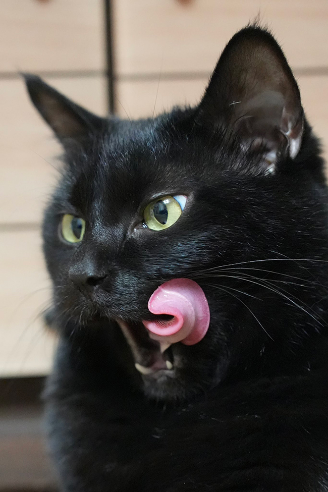 猫