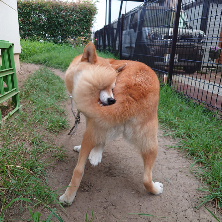 柴犬の写真