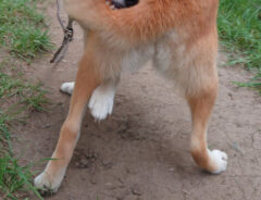 柴犬の写真
