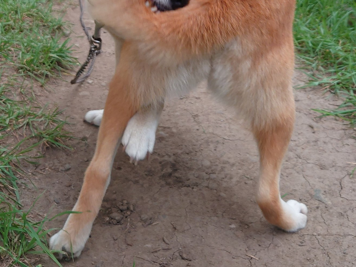 柴犬の写真