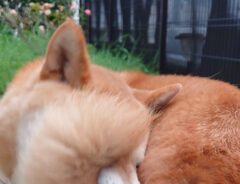 柴犬の写真