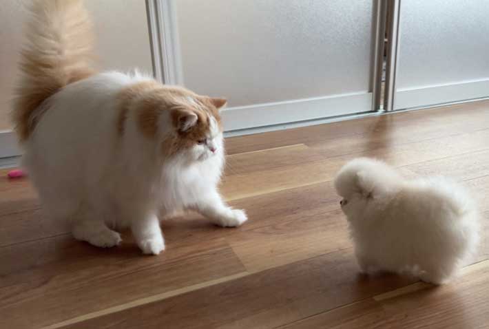 犬と猫の画像